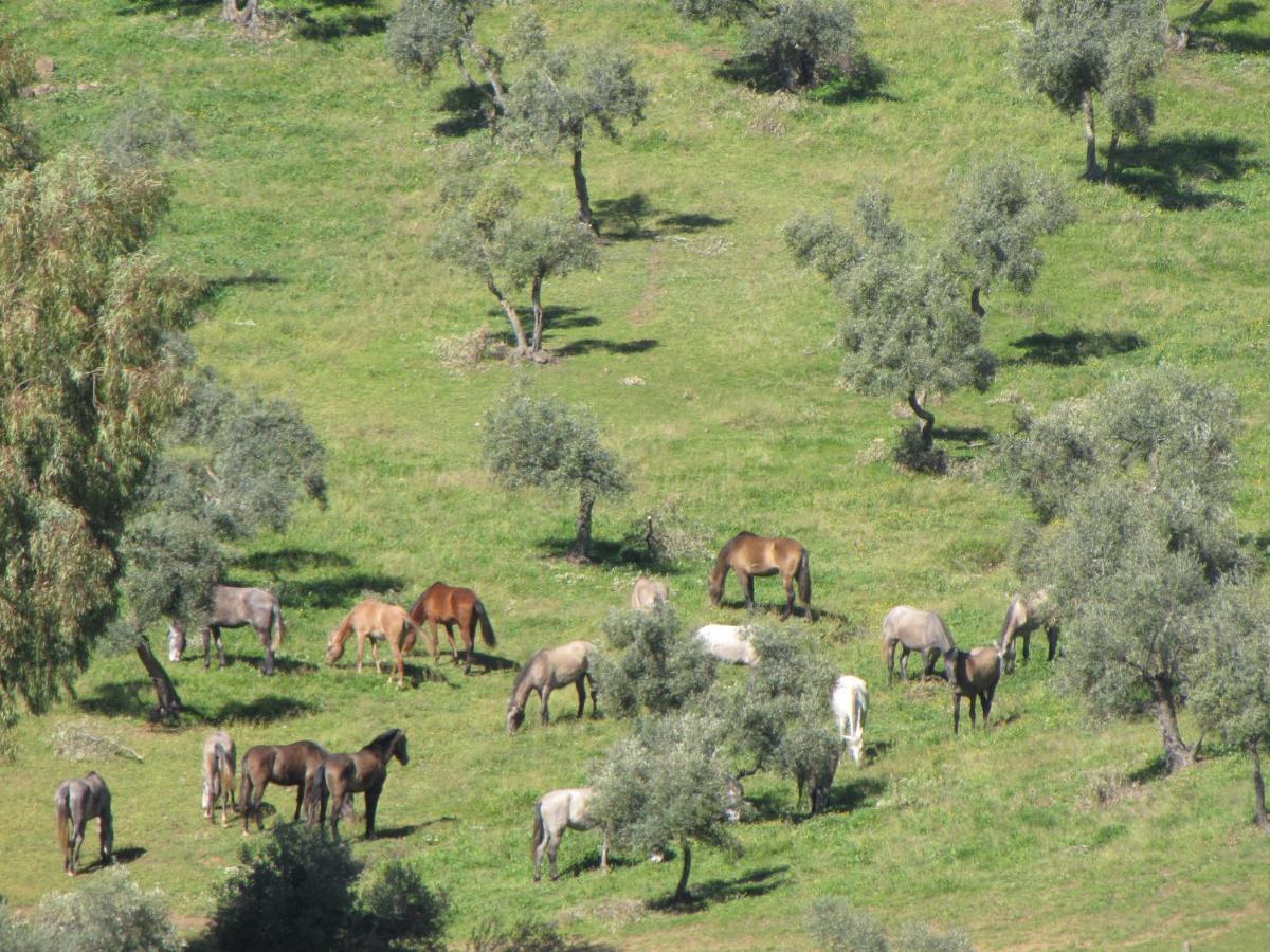 Cortijo "Era Grande 2" Villa Córdoba Eksteriør billede