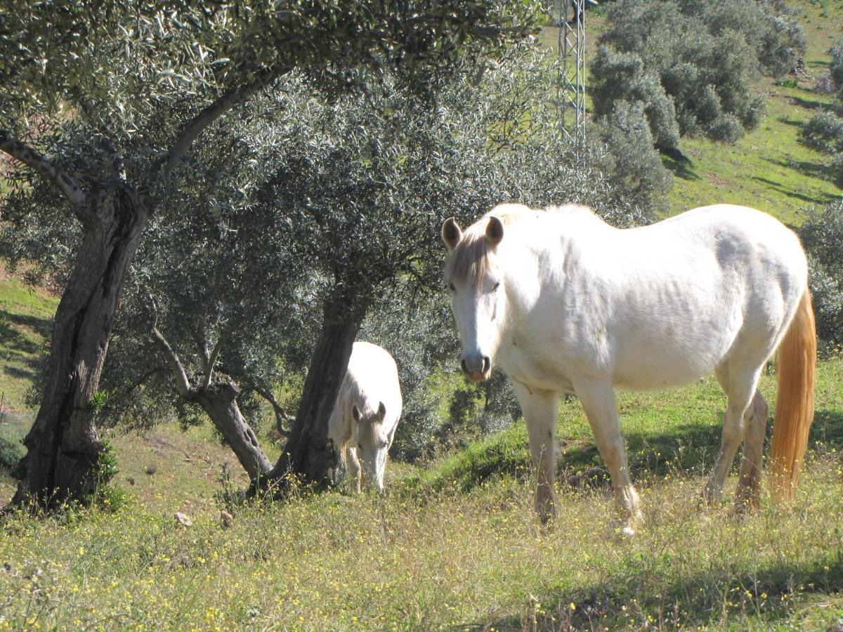 Cortijo "Era Grande 2" Villa Córdoba Eksteriør billede