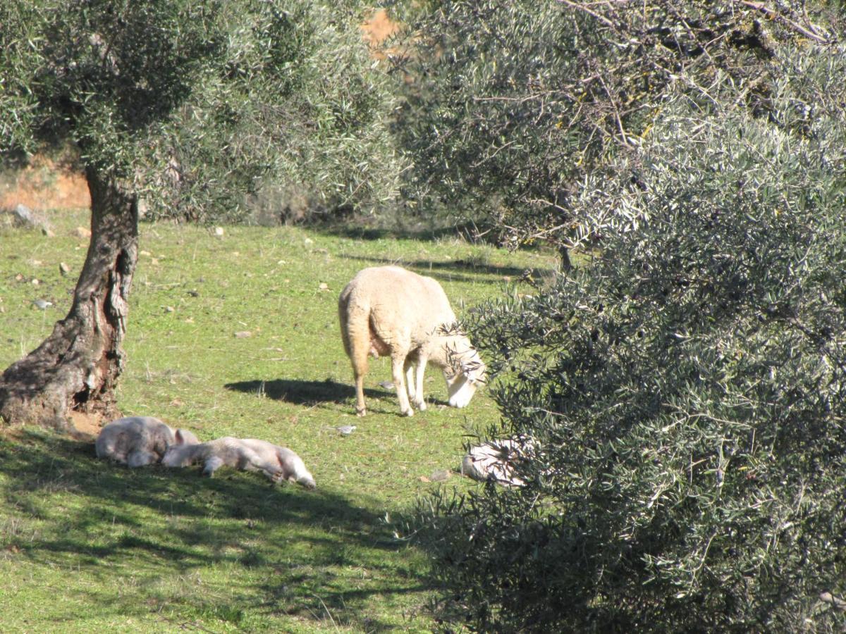 Cortijo "Era Grande 2" Villa Córdoba Eksteriør billede