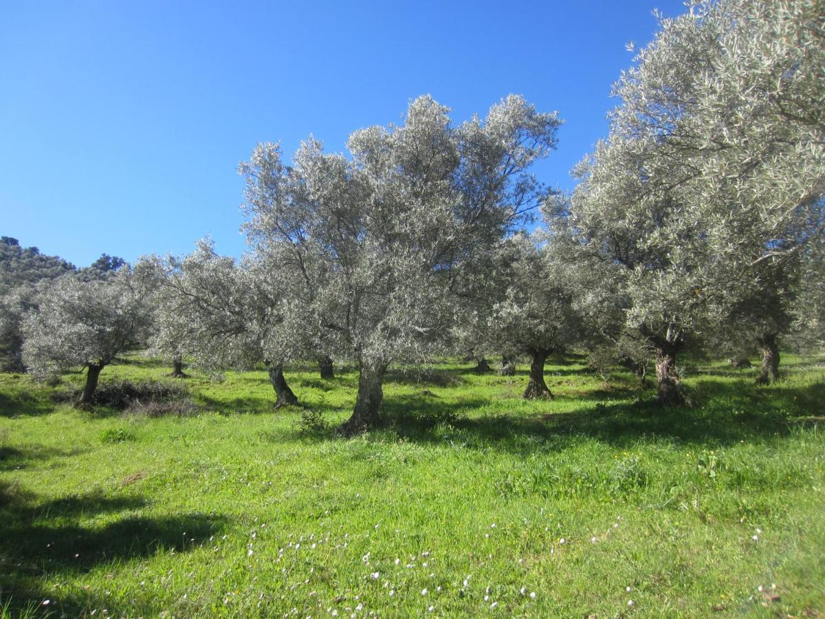 Cortijo "Era Grande 2" Villa Córdoba Eksteriør billede